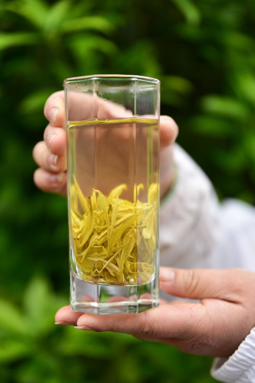 高山云霧出好茶，風(fēng)過云硒茶飄香